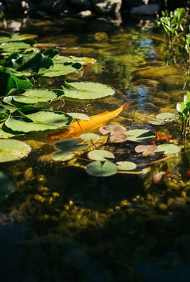Rinaldo Delgrosso Conny Delgrosso Physiotherapiepraxis Physioplus Widnau Au Heerbrugg Balgach Berneck Diepoldsau Rebstein Rheintal ©nussbaumerphotography.com