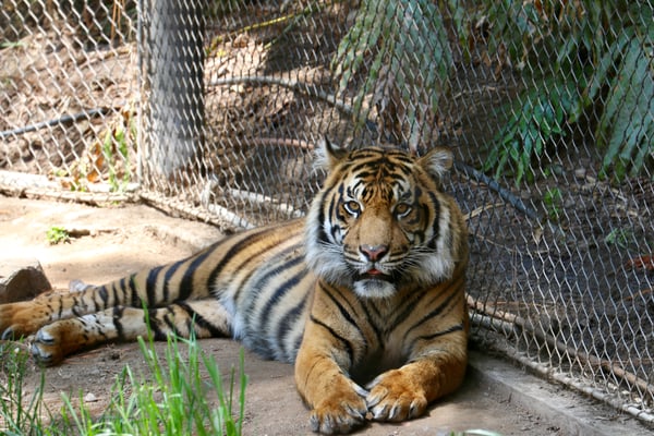 Der Kollege von Tigi Meier!