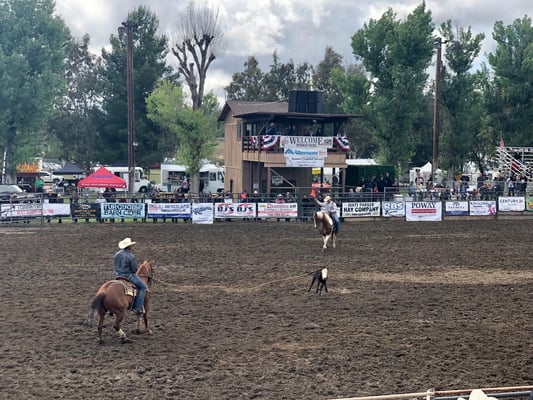 Kälber einfangen vom Feinsten!