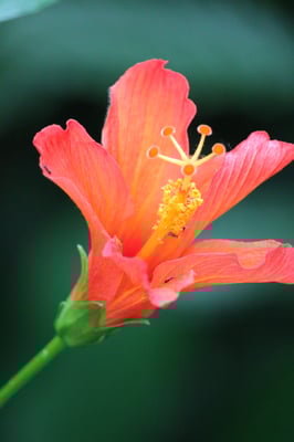 Fauna und Flora im Regenwald