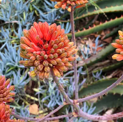 Eine der schönsten Pflanzen im Garten