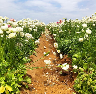 Oha, hier haben sich einige pinke Blumen ins Beet geschlichen.