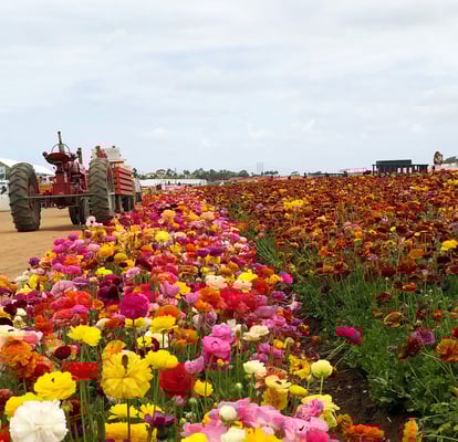 Wir können nicht genug kriegen, flüchten aber vor einem Wolkenbruch ins trockene Auto!