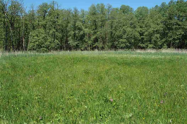 Gemähter Feuchtwiesenbereich