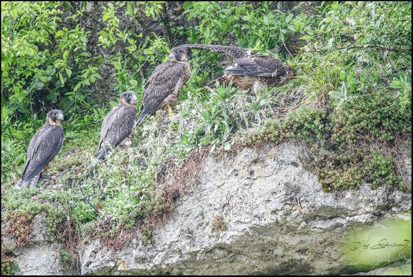Wanderfalken  (Foto Hubert Schraml)