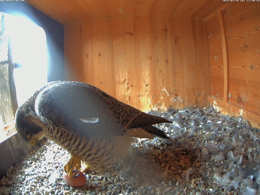 Lissy ist leicht an der abstehenden Feder zu erkennen