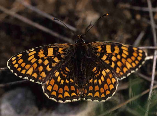 Flockenblumen-Scheckenfalter