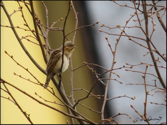 Wendehals LGS NM  (Foto Hubert Schraml)