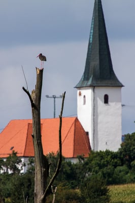 Schwarzstorch im Moor  (Foto Hubert Schraml)