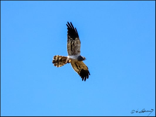 Wiesenweihe  (Foto Hubert Schraml)