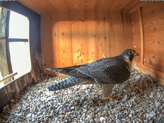 die erste Inspektion