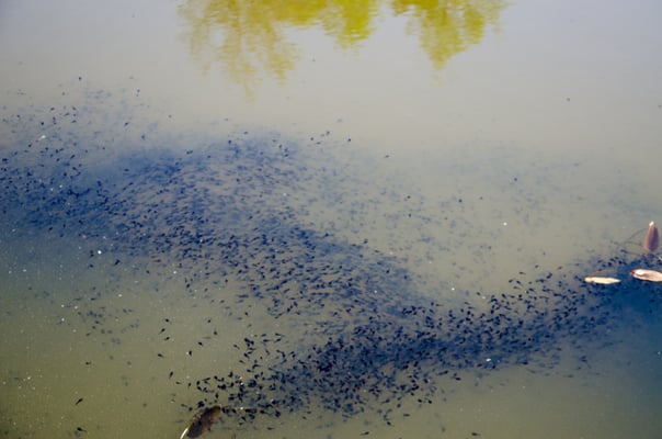 Foto Dr. Christian Grohmann