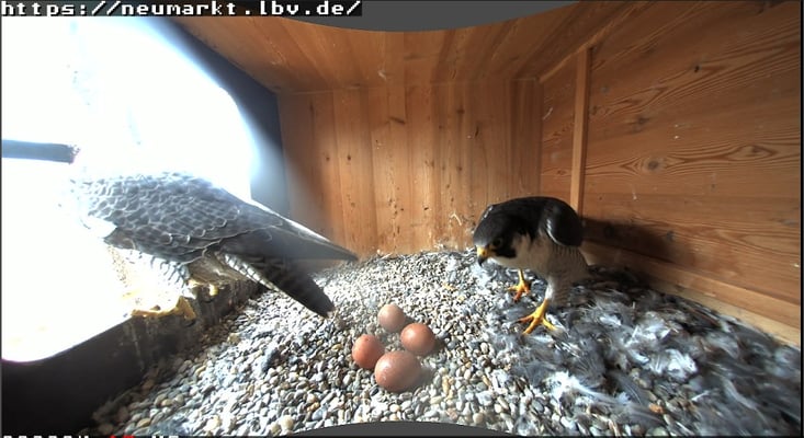 jetzt übernimmt mal Zacherl für kurze Zeit