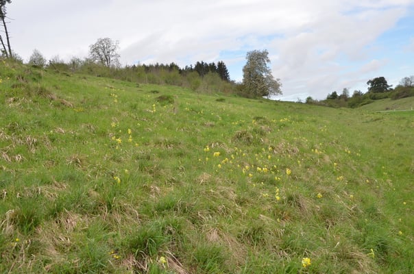 Foto Dr. Christian Grohmann