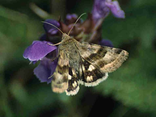 Hauhechel-Sonneneule