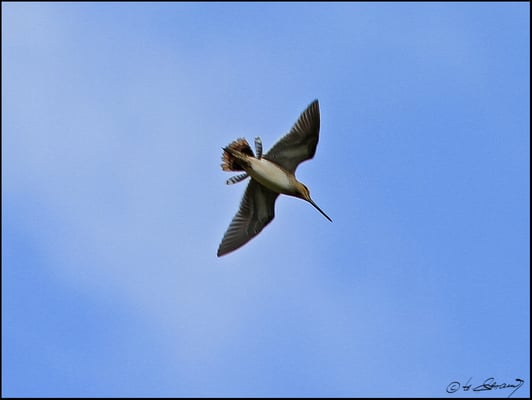 Bekassine Balzflug im Moor  (Foto Hubert Schraml)