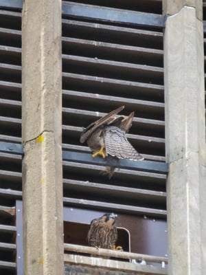 Altvogel oben, Jungvogel unten