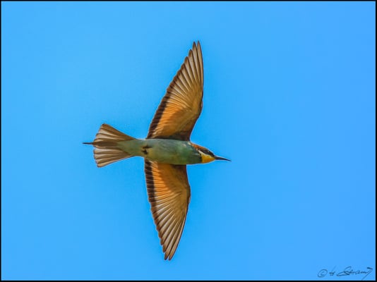 Bienenfresser  (Foto Hubert Schraml)
