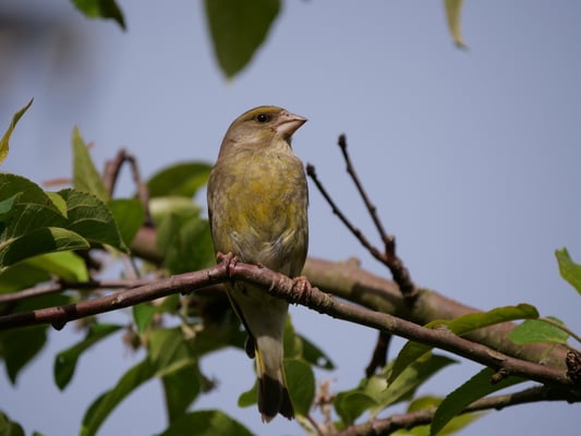 Grünfink (Foto Alfred Riedl)