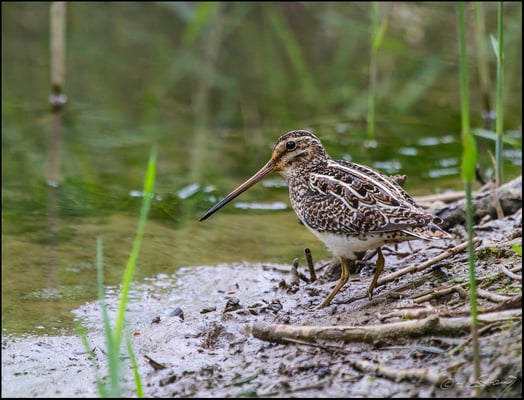 Bekassine im Moor (Foto Hubert Schraml)