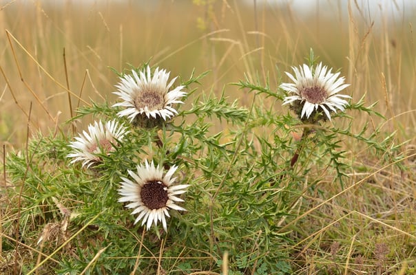 Foto Dr. Christian Grohmann