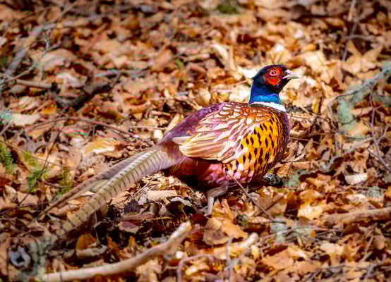 ein toller Fasan bei den Invermoriston Falls am Loch Ness