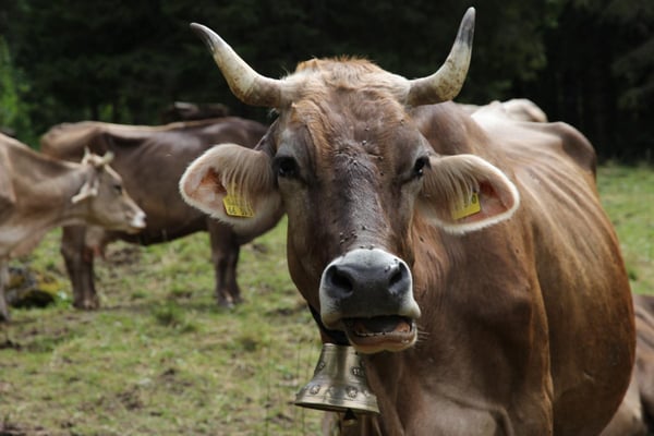 Kühe sind ein beliebtes Fotomotiv