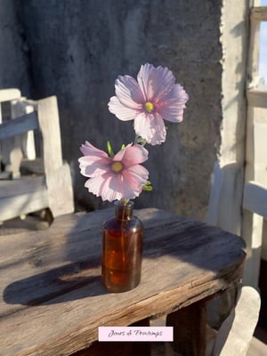 Cosmos Artificiel Jours de Printemps