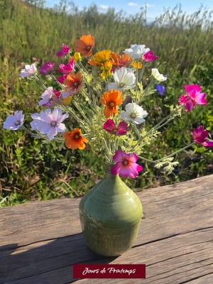 Cosmos Artificiel Jours de Printemps