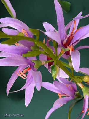 Asphodèle Artificielle Haut de Gamme