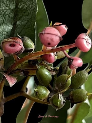 Eucalyptus Artificiel Haut de Gamme