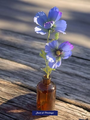 Cosmos Artificiel Jours de Printemps