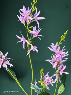 Asphodèle Artificielle Haut de Gamme