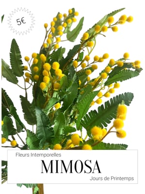 Mimosa artificiel