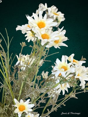 Marguerites artificielles