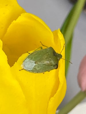 Tulipes artificielles Haut de Gamme
