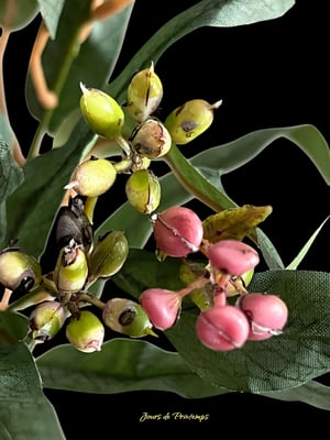 Eucalyptus Artificiel Haut de Gamme