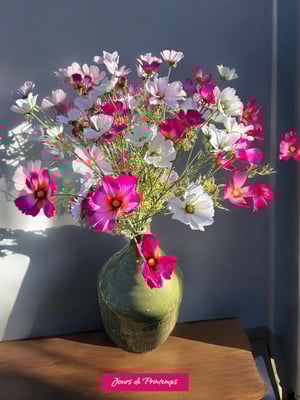 Cosmos Artificiel Jours de Printemps