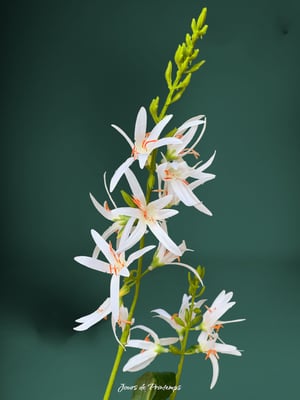 Asphodèle Artificielle Haut de Gamme