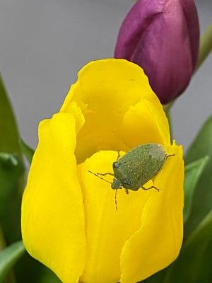 Tulipes artificielles Haut de Gamme