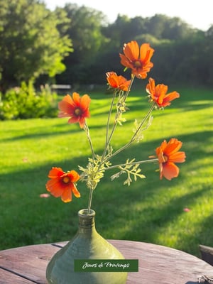 Cosmos Artificiel Jours de Printemps