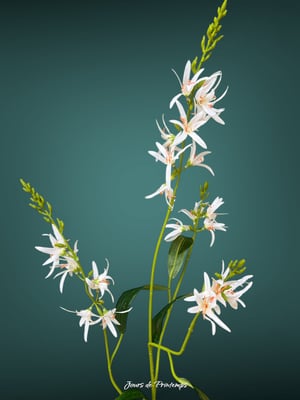 Asphodèle Artificielle Haut de Gamme