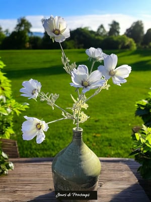 Cosmos Artificiel Jours de Printemps