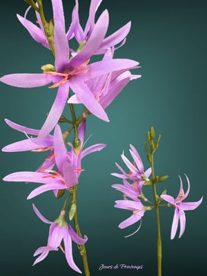 Asphodèle Artificielle Haut de Gamme