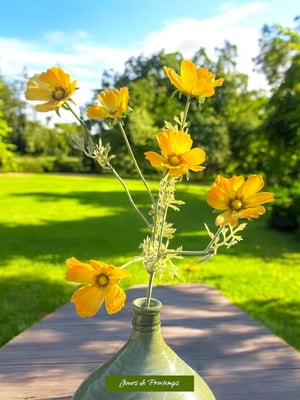 Cosmos Artificiel Jours de Printemps