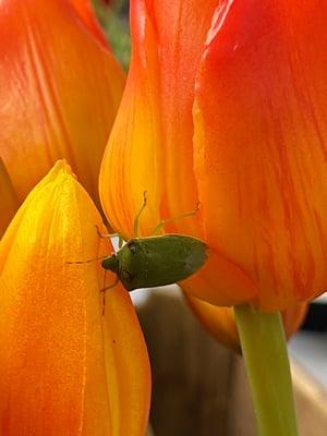 Tulipes artificielles Haut de Gamme