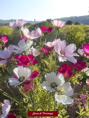 Cosmos Artificiel Jours de Printemps