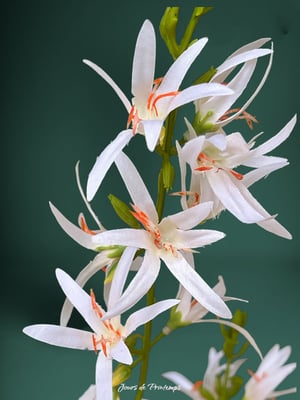 Asphodèle Artificielle Haut de Gamme