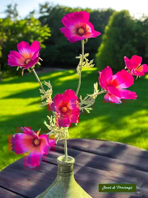 Cosmos Artificiel Jours de Printemps