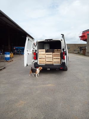 fertig geladene Knoblauchkisten in meinem Transporter - der Kontrolleur passt auf, dass alles richtig läuft :)